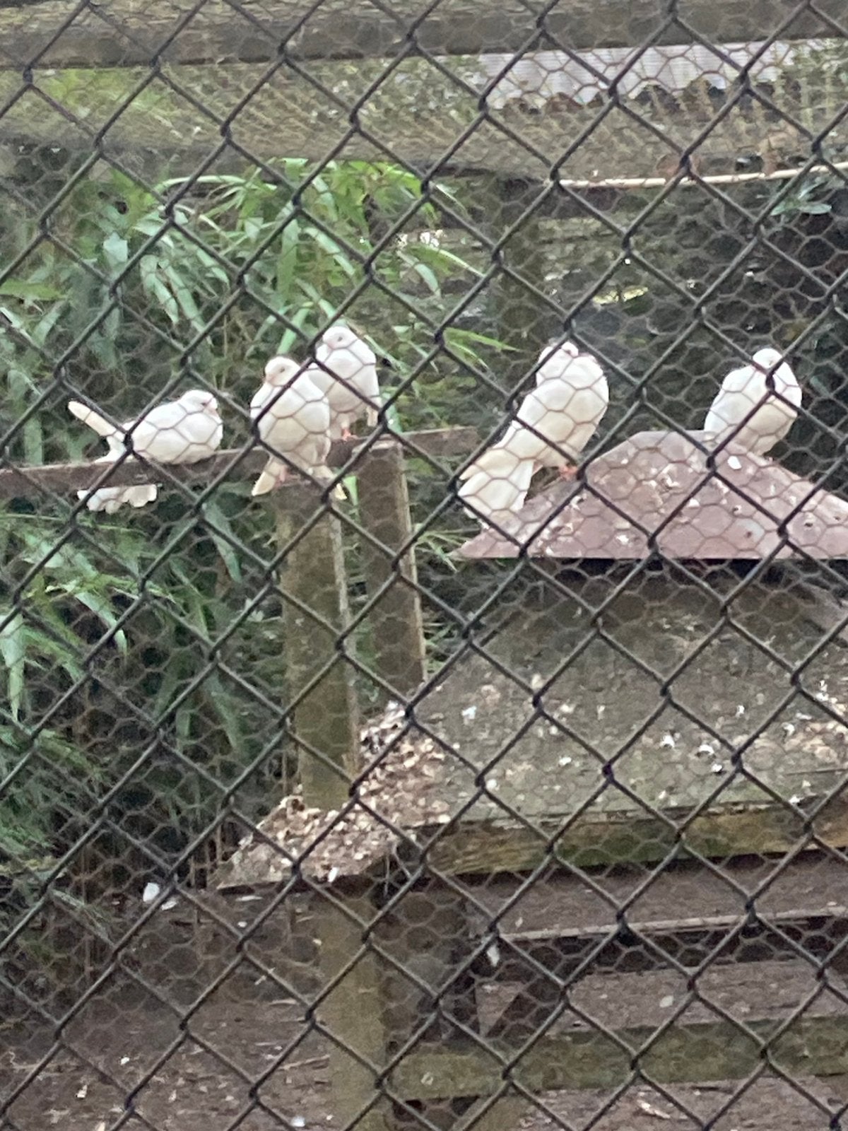 Pauwstaart duiven, Meerdere dieren, Overige soorten