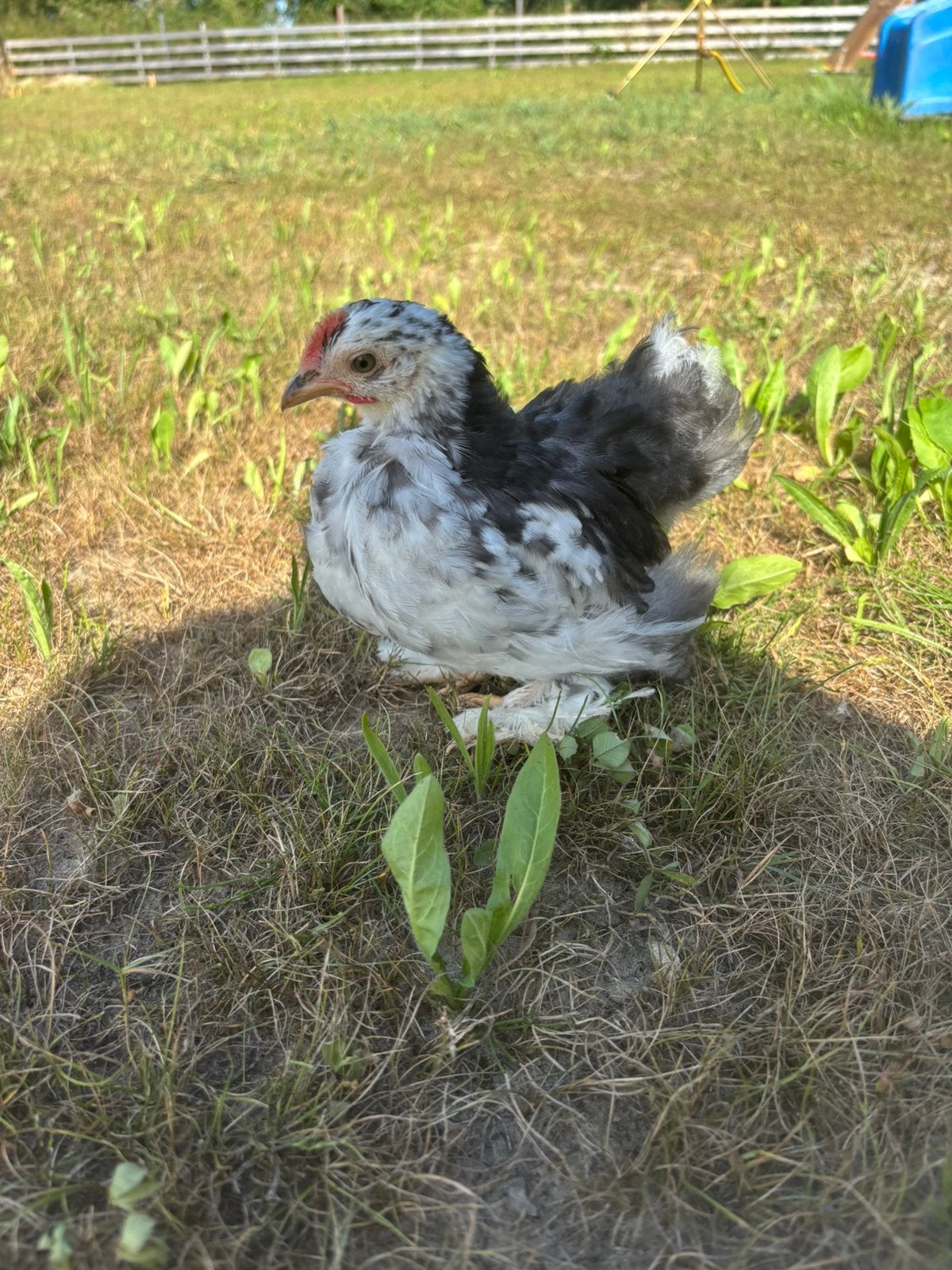 Prachtig Cochin kriel haantje, Dieren en Toebehoren, Mannelijk, Kip
