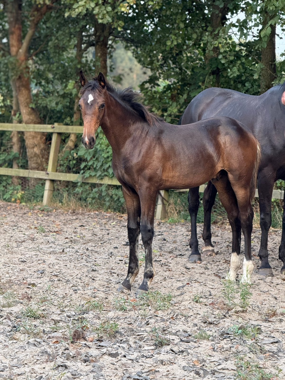 Aansprekende jaarling hengst, Minder dan 160 cm, Met stamboom, Dressuurpaard, 0 tot 2 jaar