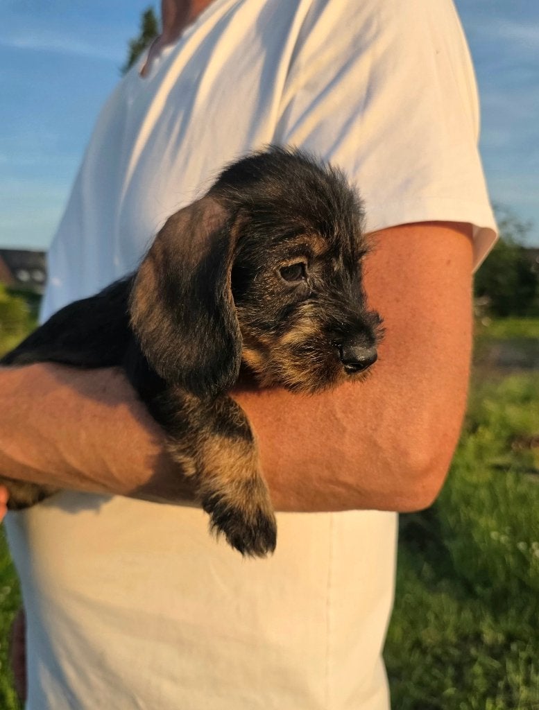 Ruwharige dwergteckel pups, Parvo, België, Particulier, 8 tot 15 weken