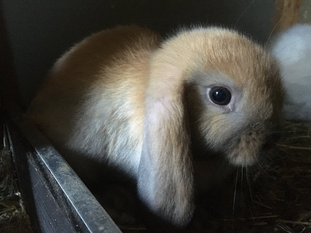NHD xMinilop, Dieren en Toebehoren, Konijnen, Meerdere dieren, Dwerg, Hangoor, 0 tot 2 jaar