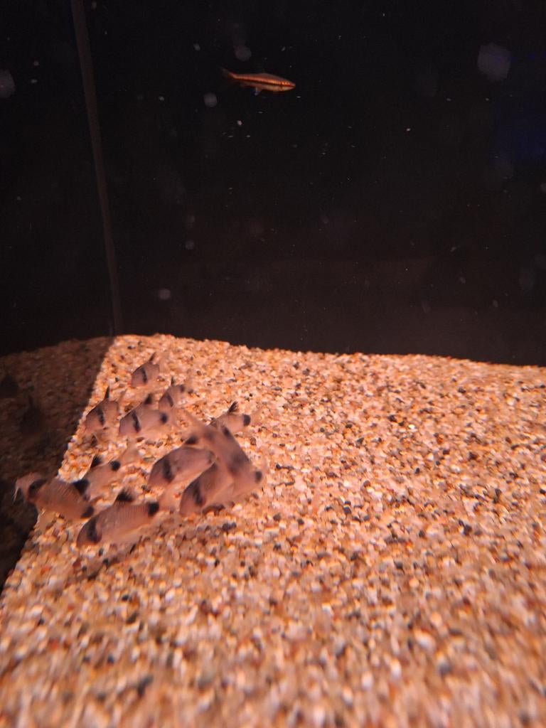 Panda corydoras corydora vissen vis, Dieren en Toebehoren
