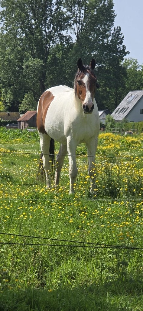 Bijrijder gezocht voor grote ruin in Soest!, Dieren en Toebehoren, Paarden en Pony's | Verzorgingsproducten, Ophalen of Verzenden