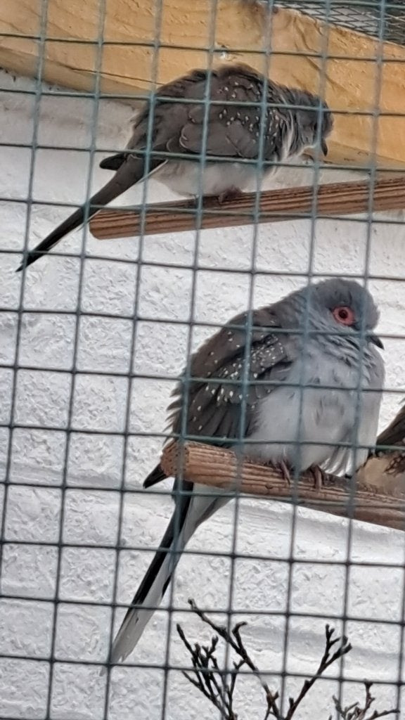 Diamant duif, Meerdere dieren, Overige soorten