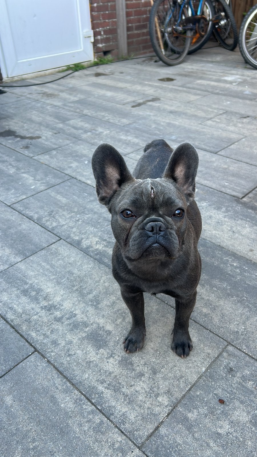Franse bulldog teef, Dieren en Toebehoren, 15 weken tot 1 jaar, Teef, Parvo, Bulldog