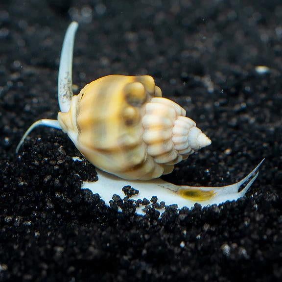 Nassarius vibex opruim slakjes, Slak of Weekdier