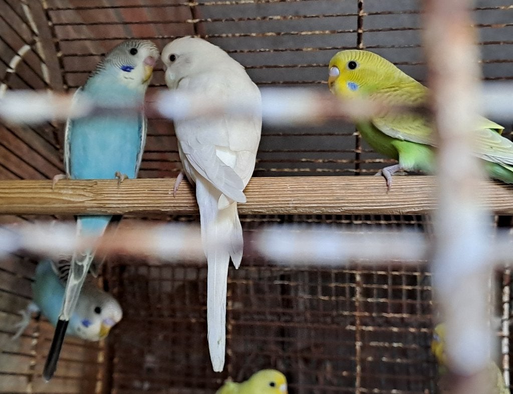 Grasparkieten, Dieren en Toebehoren, Meerdere dieren, Parkiet