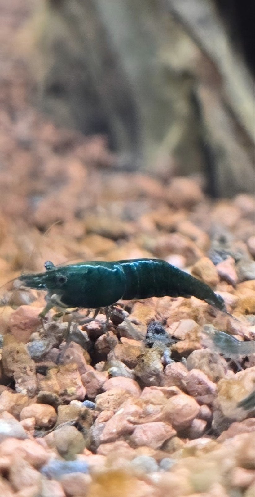Green jades garnalen (groen), Dieren en Toebehoren, Vissen | Aquariumvissen, Kreeft, Krab of Garnaal