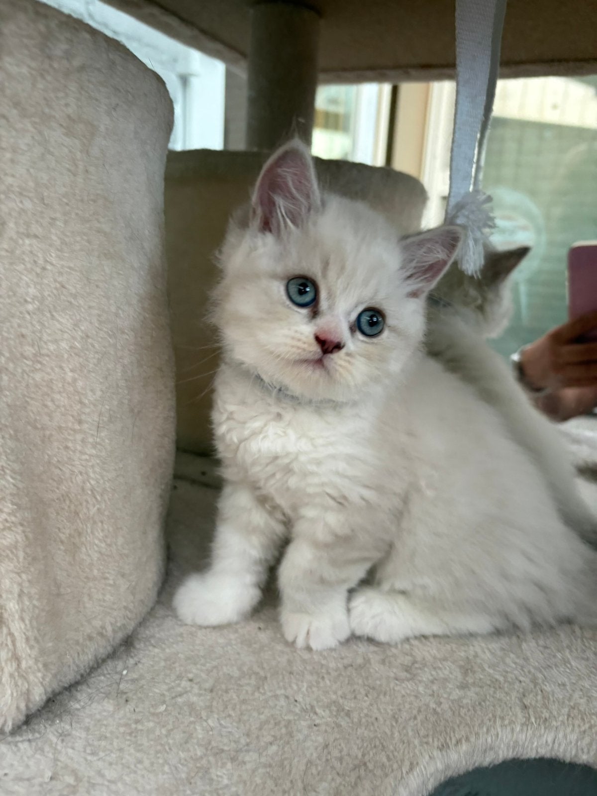Prachtige Britse Korthaar Kittens, Dieren en Toebehoren, Katten en Kittens | Raskatten | Langhaar, Meerdere dieren, Ontwormd