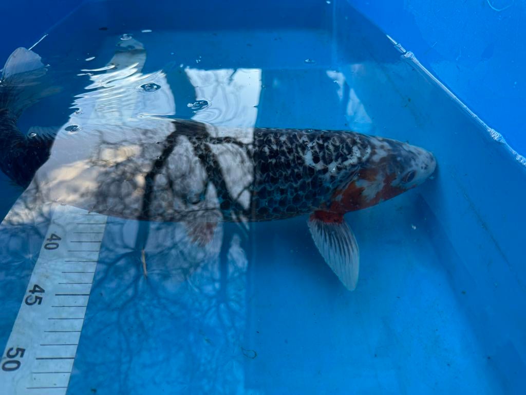 Koi, Karper of Koi