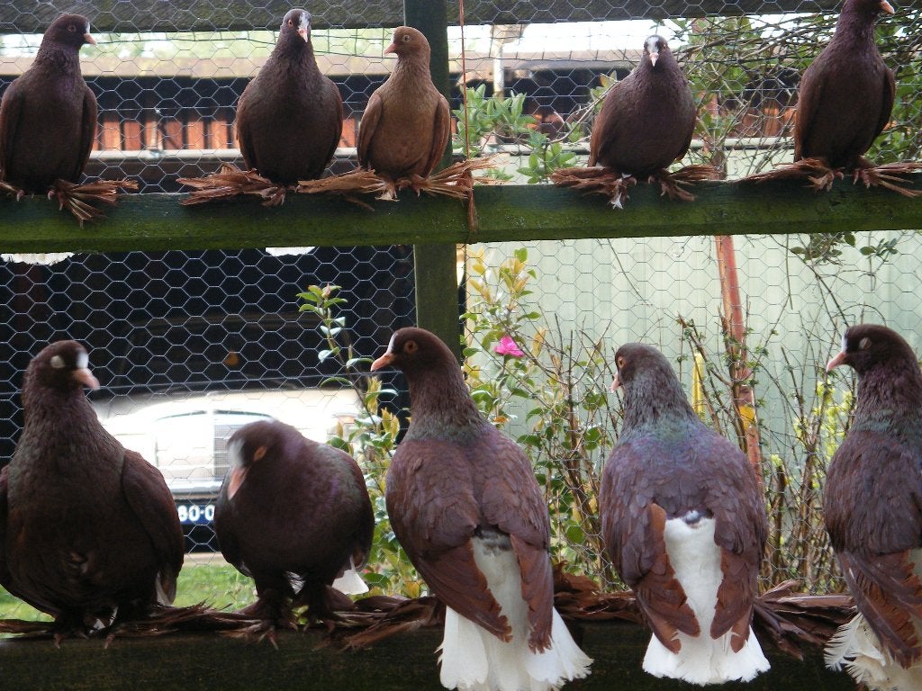 DUIVEN SAKSICHE WITSTAARTEN ROOD, Dieren en Toebehoren, Vogels | Duiven, Meerdere dieren, Overige soorten