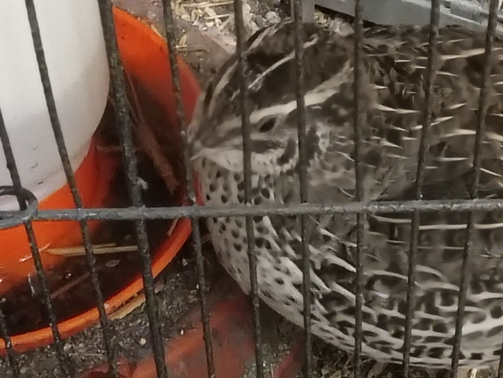 Franse kwartels €20,00 voor alle 4, Dieren en Toebehoren, Meerdere dieren