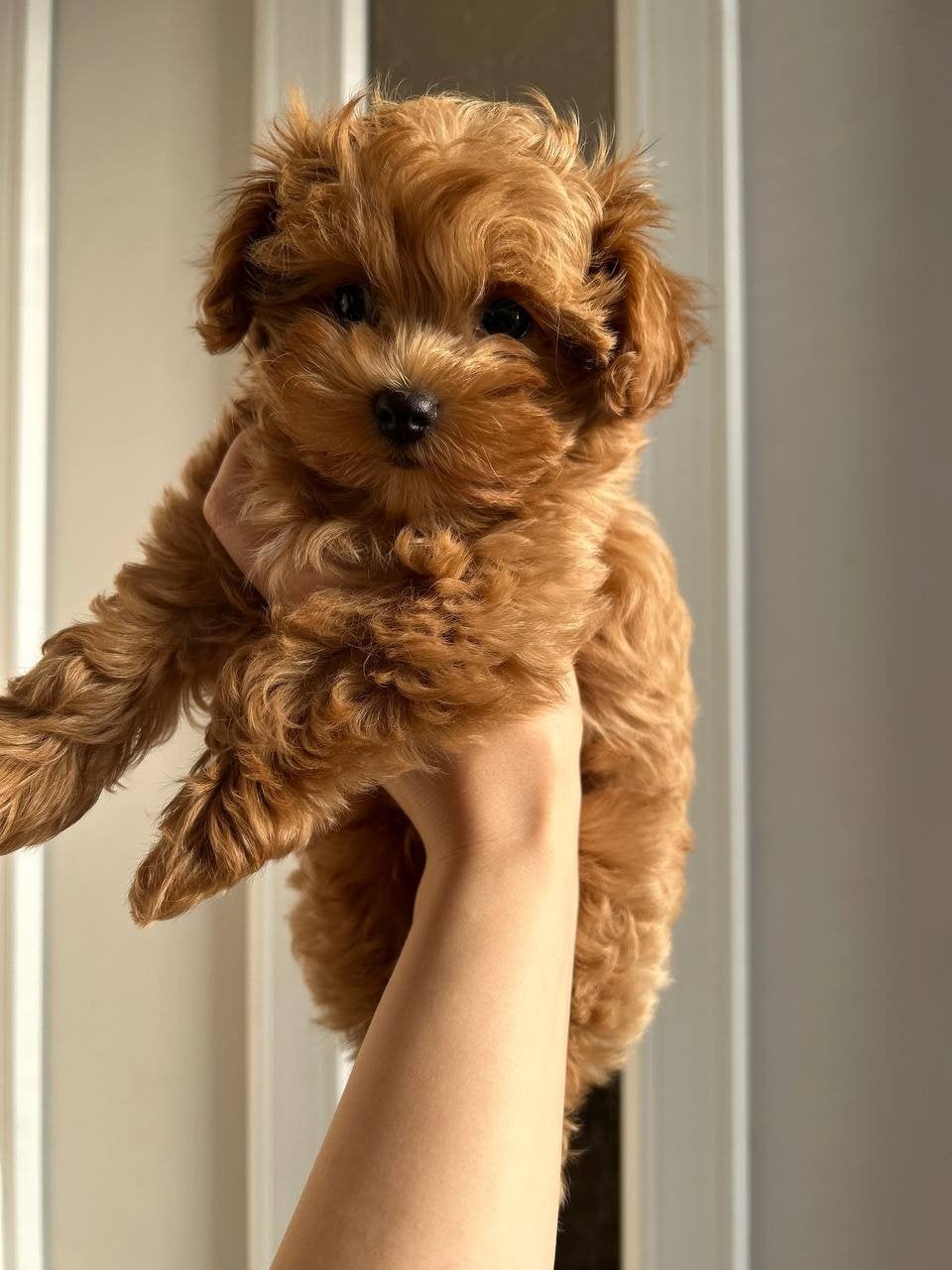Maltipoo, Poedel, Particulier, 15 weken tot 1 jaar, Reu