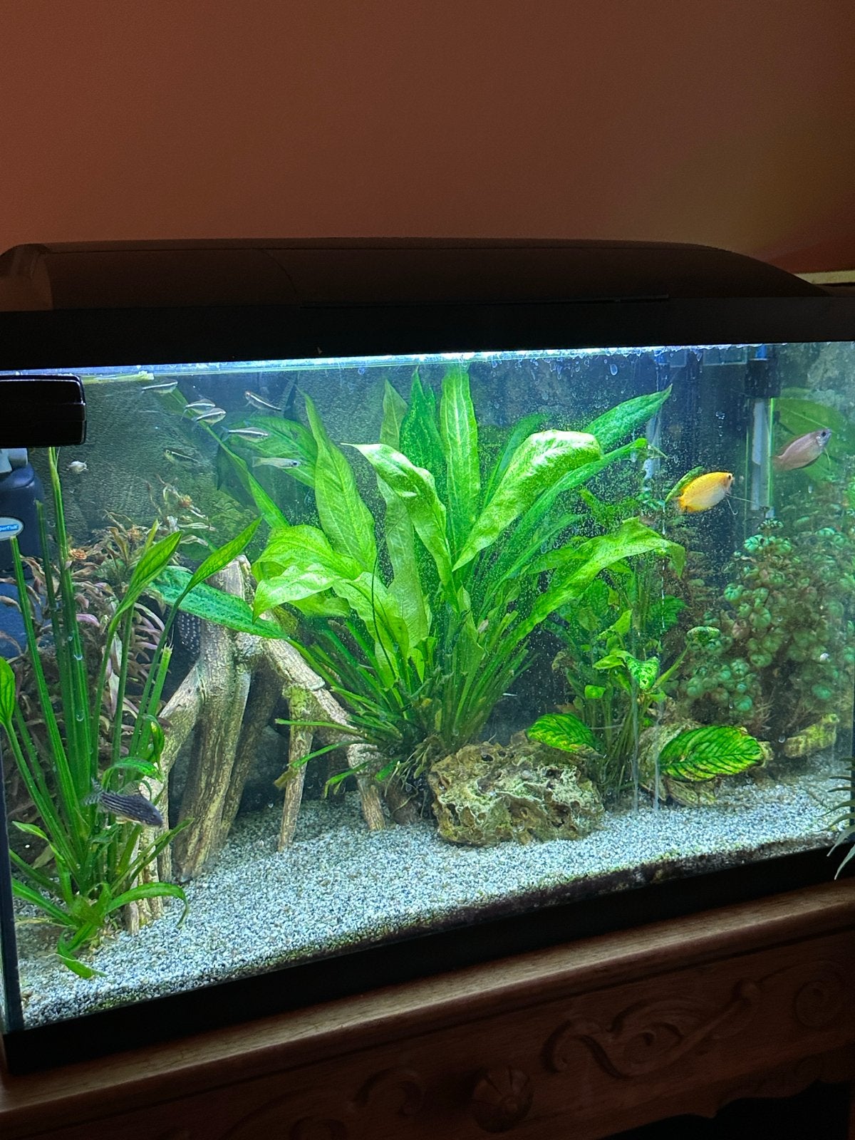Zoetwater aquarium met complete toebehoren, Vis, Zoetwatervis