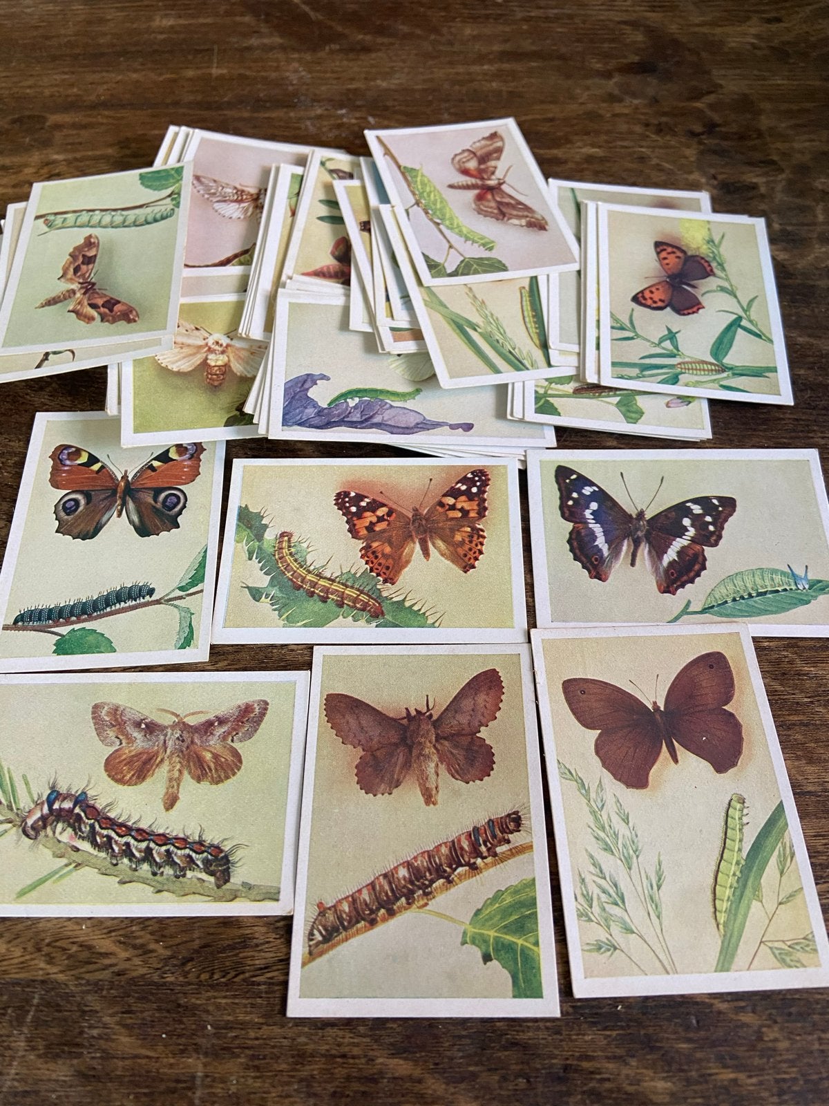 Vintage Rupsen en Vlinders verzamelkaarten (Koen & Co), Ophalen of Verzenden, Gebruikt, Insect, Overige typen