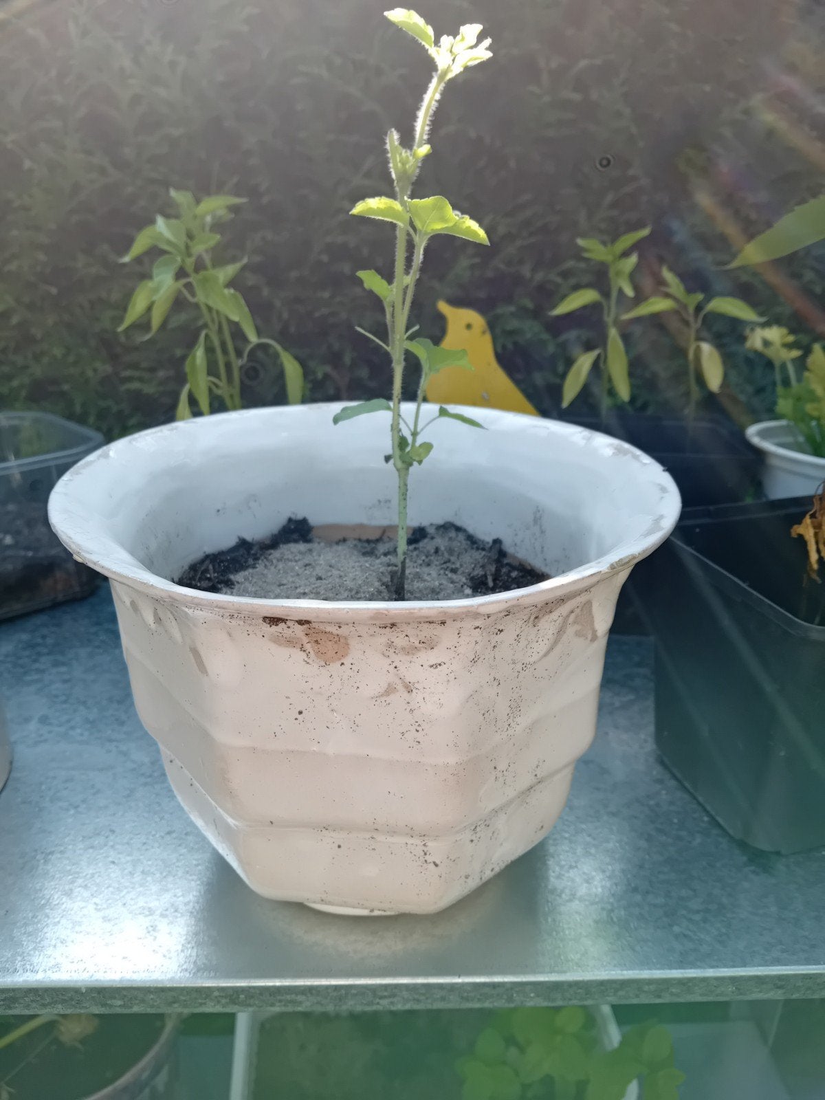 Handgemaakte aardewerk pot met Tulsi Devi plant, Ophalen of Verzenden