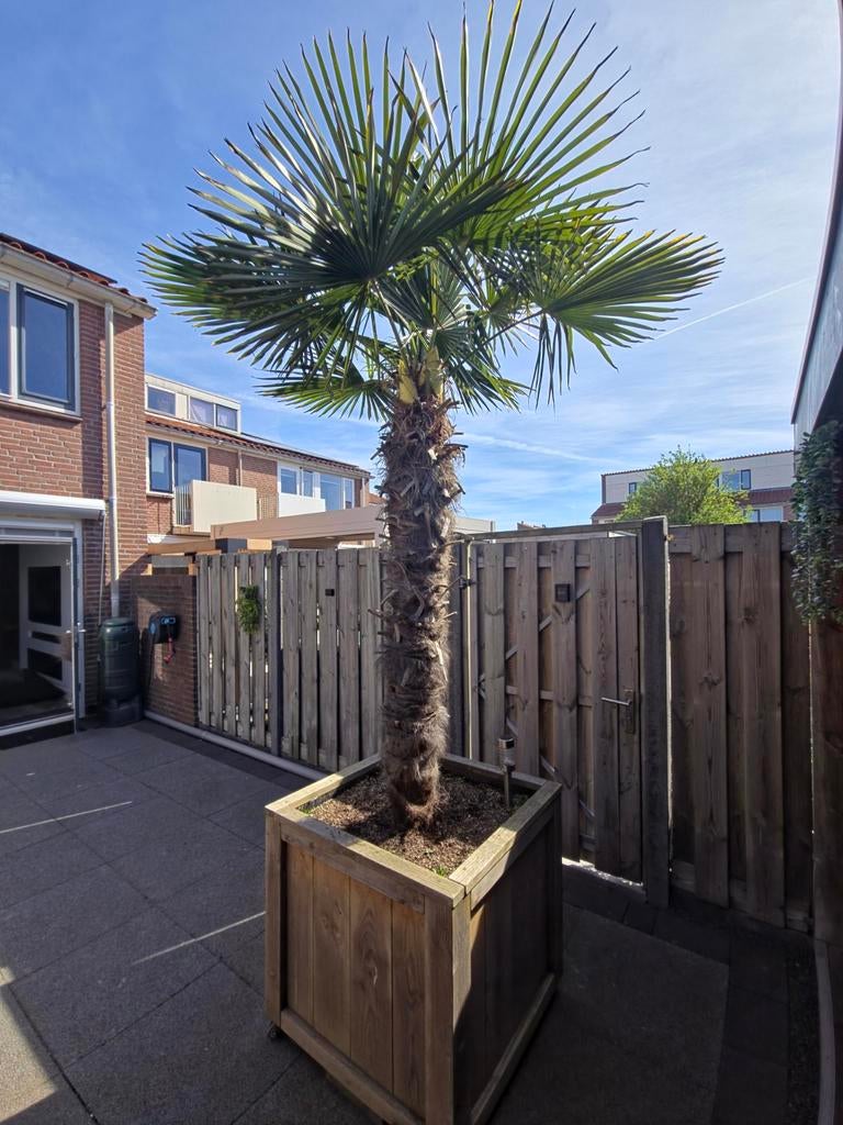 Palmboom in houten bak, Ophalen