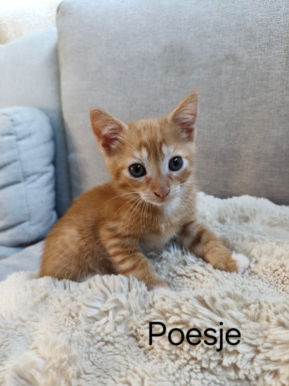 Kittens, Dieren en Toebehoren, Meerdere dieren, Kortharig, 0 tot 2 jaar