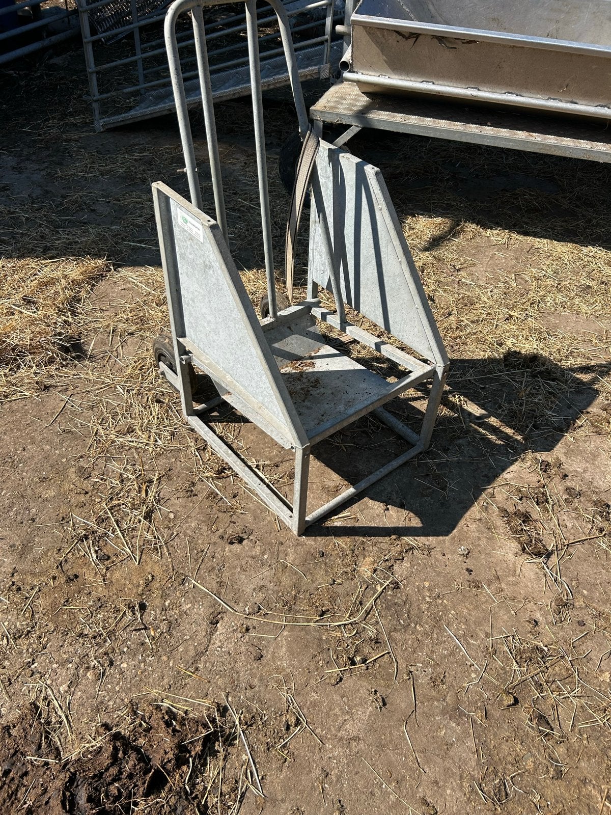 Schapen bekapstoel, Vrouwelijk, Schaap