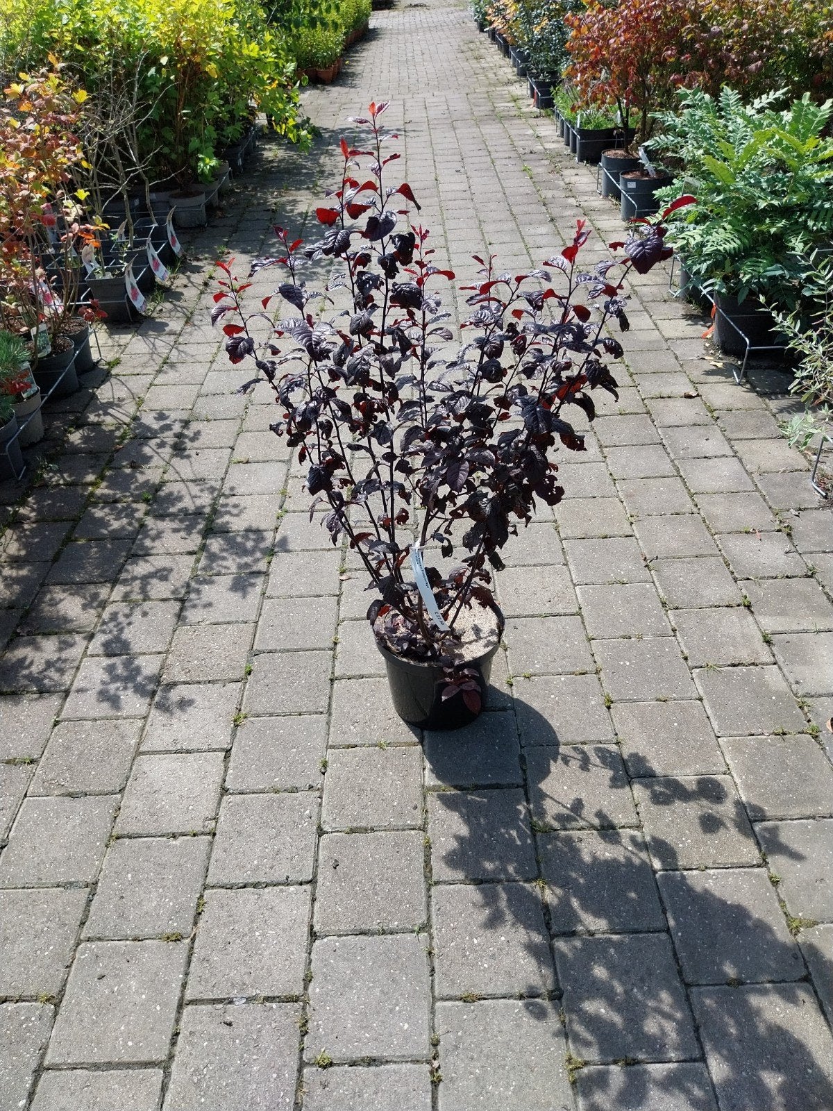 Prunus Cerasifera Nigra - Rode Blad Pruim, Volle zon, Vaste plant, Lente, Ophalen