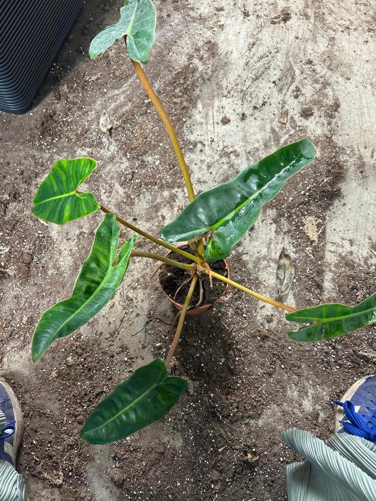Philodendron Billietiae - Zeldzame Kamerplant in 12cm Pot, Huis en Inrichting, Kamerplanten, Overige soorten, In pot, Minder dan 100 cm