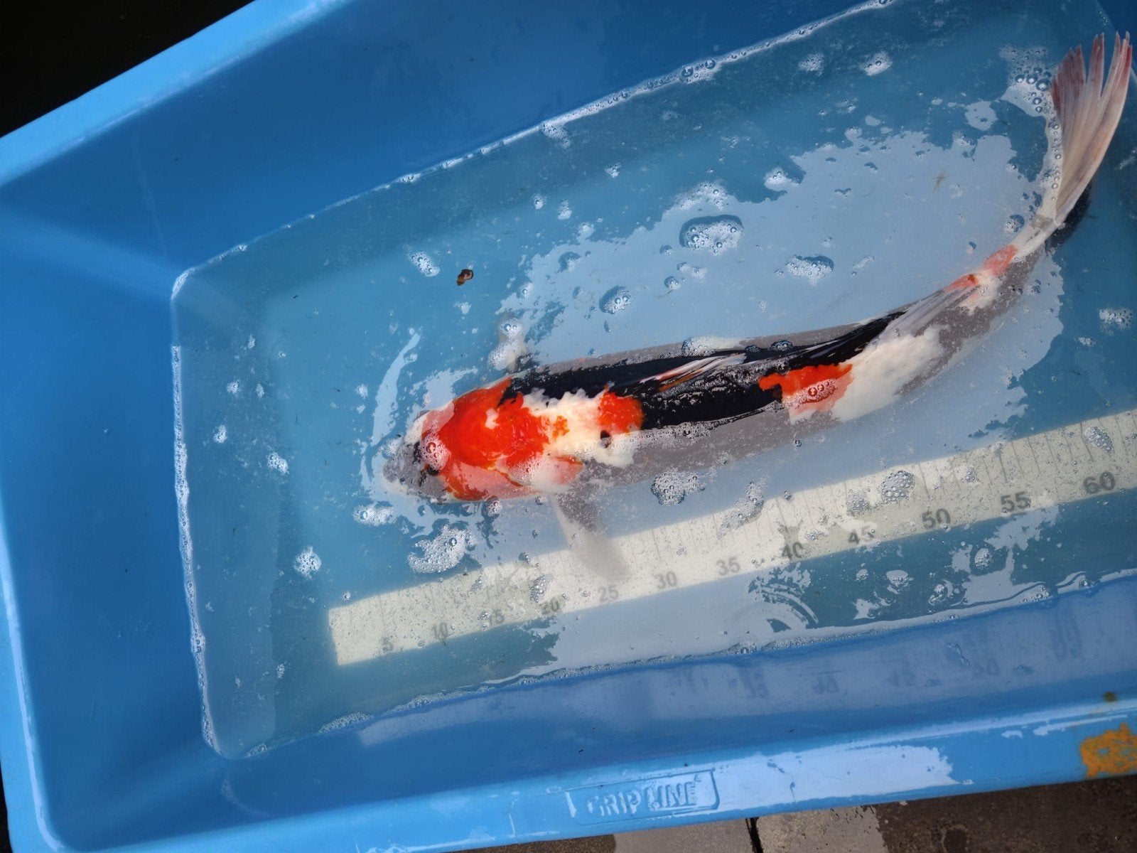Japanse Showa Koi 50-52 cm, Dieren en Toebehoren, Vissen | Vijvervissen, Karper of Koi
