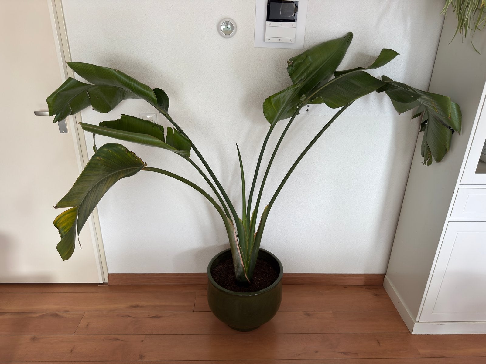Strelitzia plant met keramieken groene pot, Huis en Inrichting, Ophalen, Overige soorten, In pot, 150 tot 200 cm