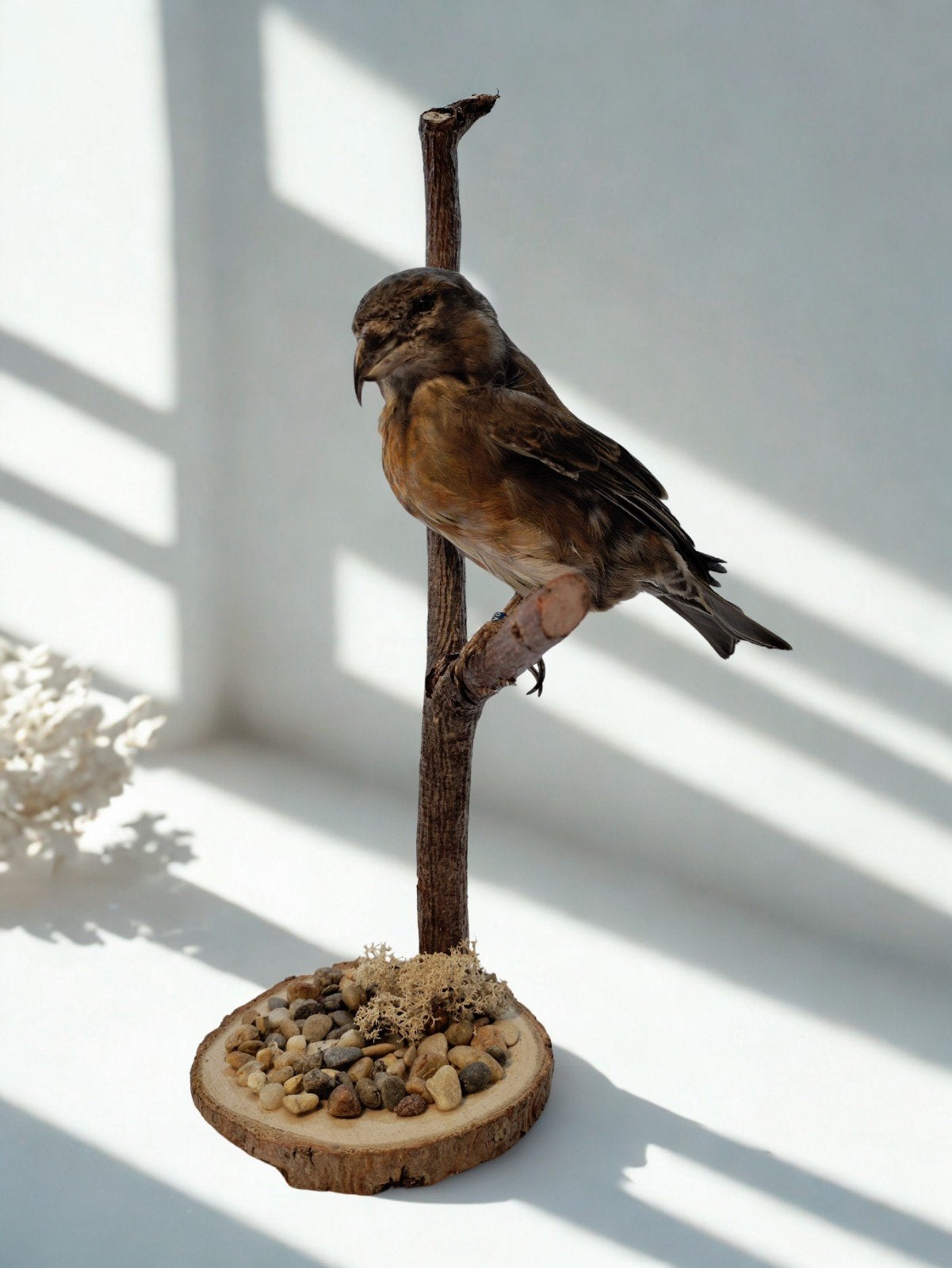 Opgezette Kruisbek vogel, Verzenden, Gebruikt, Vogel, Opgezet dier