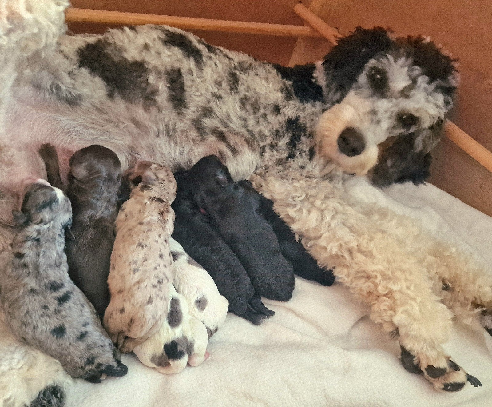 🐾kleurrijke merle, middenslag/medium poedel/Doodle pups!🐾, Dieren en Toebehoren, Honden | Niet-rashonden, Parvo, 8 tot 15 weken