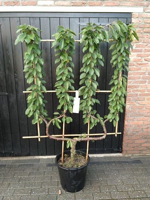 fruitbomen  - Prachtige vorm voor uw tuin, Leiboom, Lente, 100 tot 250 cm, Ophalen