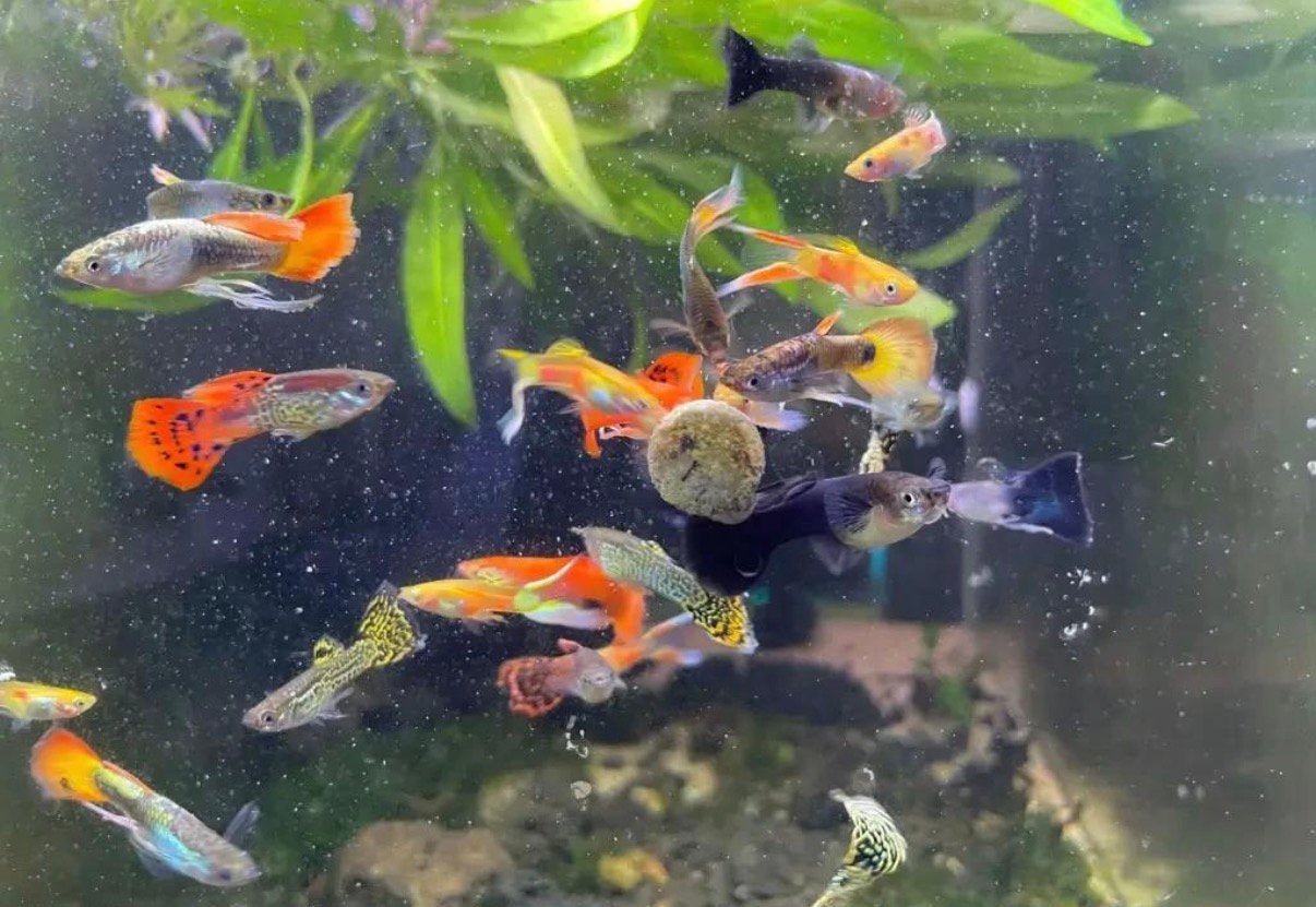 MIX GUPPY’S – EIGEN KWEEK | KLEURRIJK & VOORDELIG, Vis