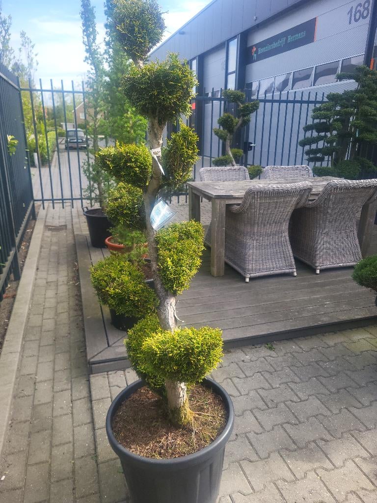 Thuja occidentalis.Smaragd bonsai, Tuin en Terras, Bloeit niet, Overige soorten, 100 tot 250 cm, Ophalen
