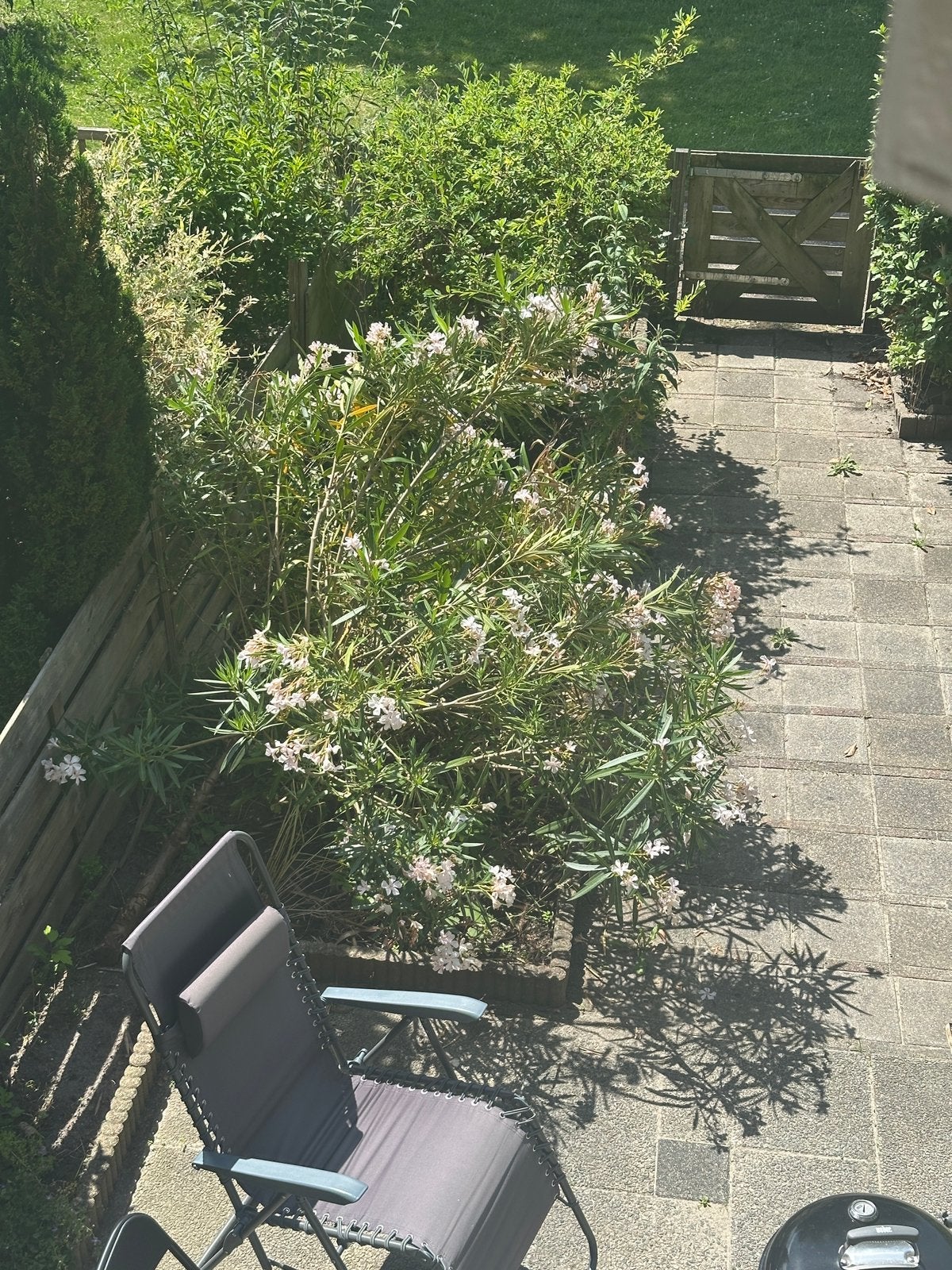 GROTE OLEANDER TE KOOP, Ophalen, Overige soorten