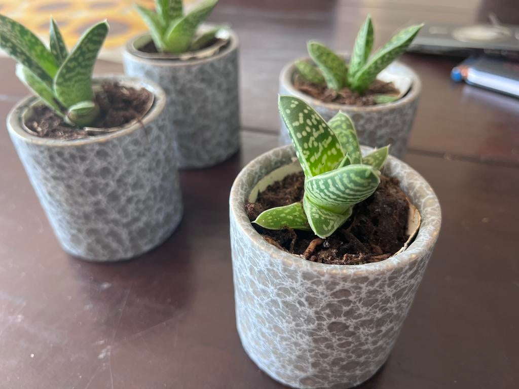 4 x mini bloempotjes  grijs Intratuin 7x7  incl vetplantjes, Huis en Inrichting, Kamerplanten, Ophalen, Halfschaduw, Minder dan 100 cm