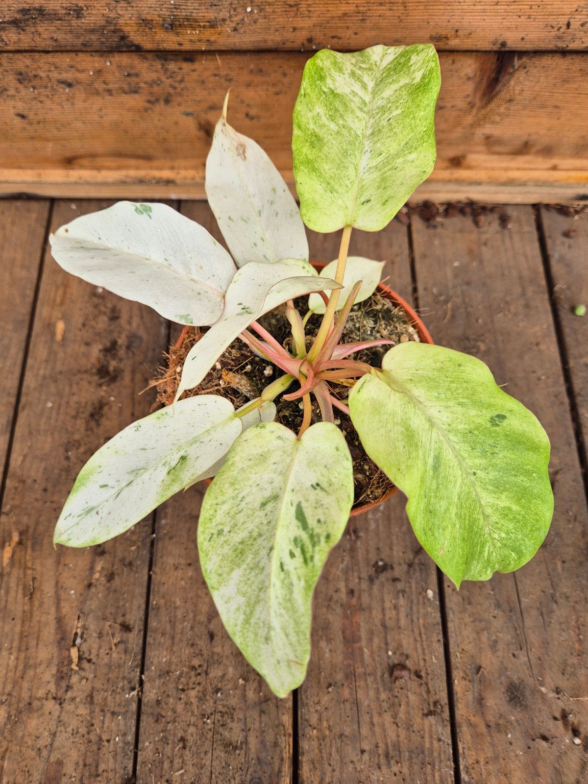 Philodendron Snowdrift p12 (11), Huis en Inrichting, Kamerplanten, Ophalen of Verzenden, Halfschaduw, Minder dan 100 cm