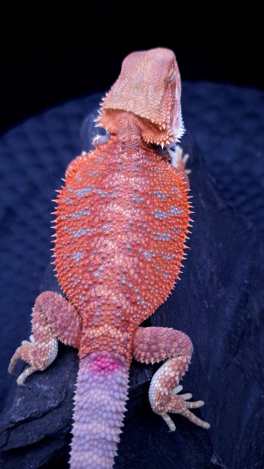 Red Hypo G-Stripe Blue Bar het. Trans/Witblits Vrouw, Dieren en Toebehoren, Hagedis, 0 tot 2 jaar