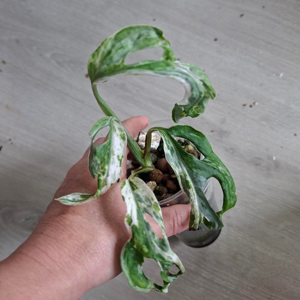 Monstera Adansonii indonesian marble plant, Huis en Inrichting, Kamerplanten, Ophalen of Verzenden, Halfschaduw, Minder dan 100 cm