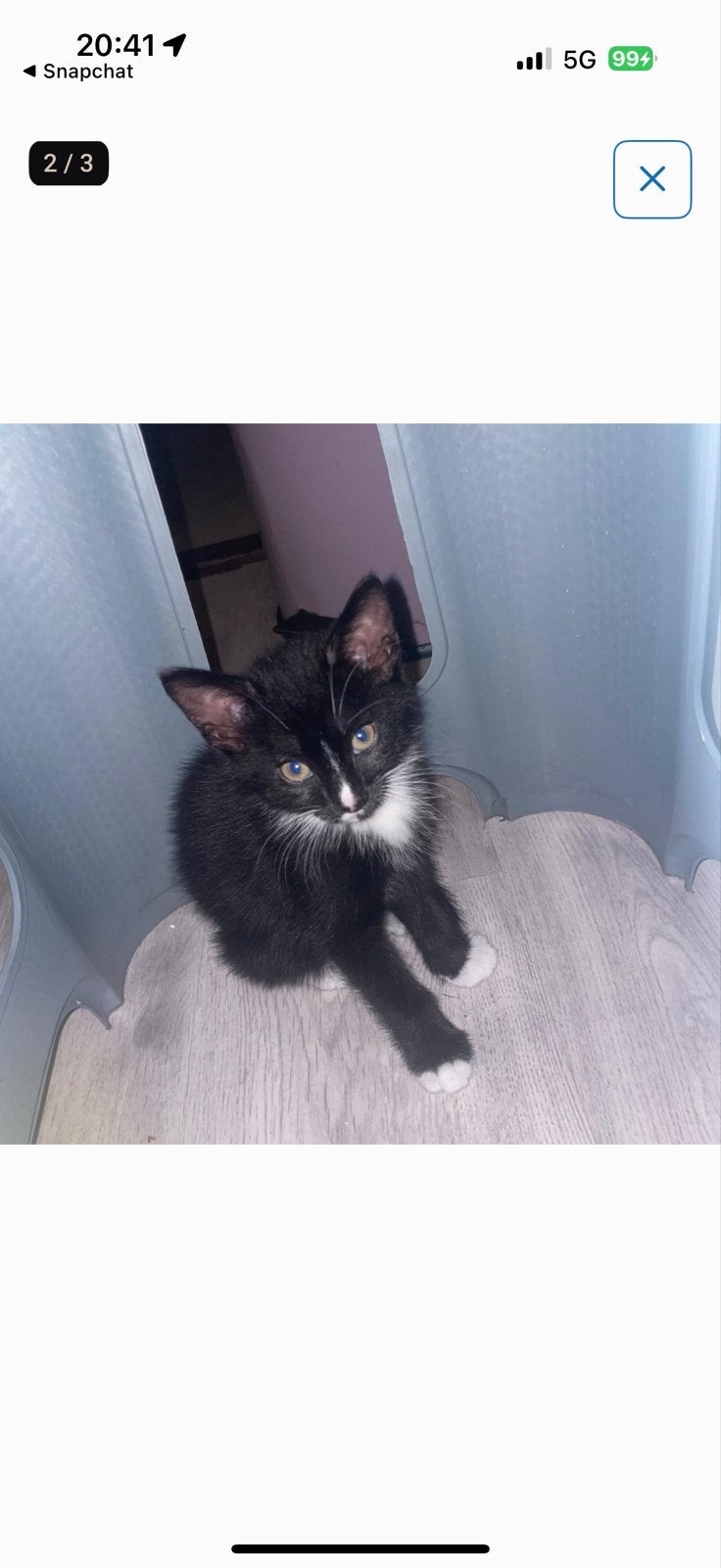 2 leuke zwarte kittens, 0 tot 2 jaar