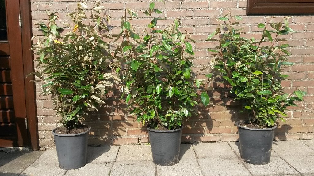 VANAF OKTOBER: Elaeagnus ebbingei en Compacta Zilverbes, Ophalen, Overige soorten, Haag, 100 tot 250 cm