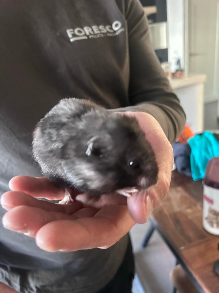 Super tamme goudhamster met groot hok, Hamster, Mannelijk, Mei, Tam
