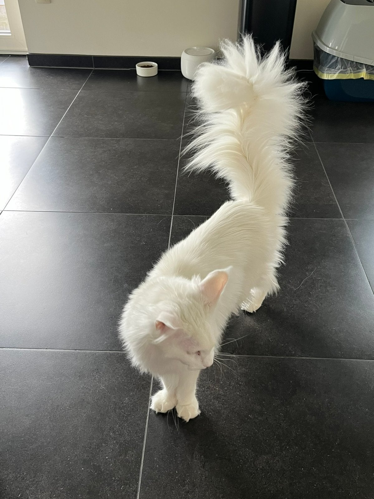 Maine coon met stamboom, Dieren en Toebehoren, Poes, Met stamboom