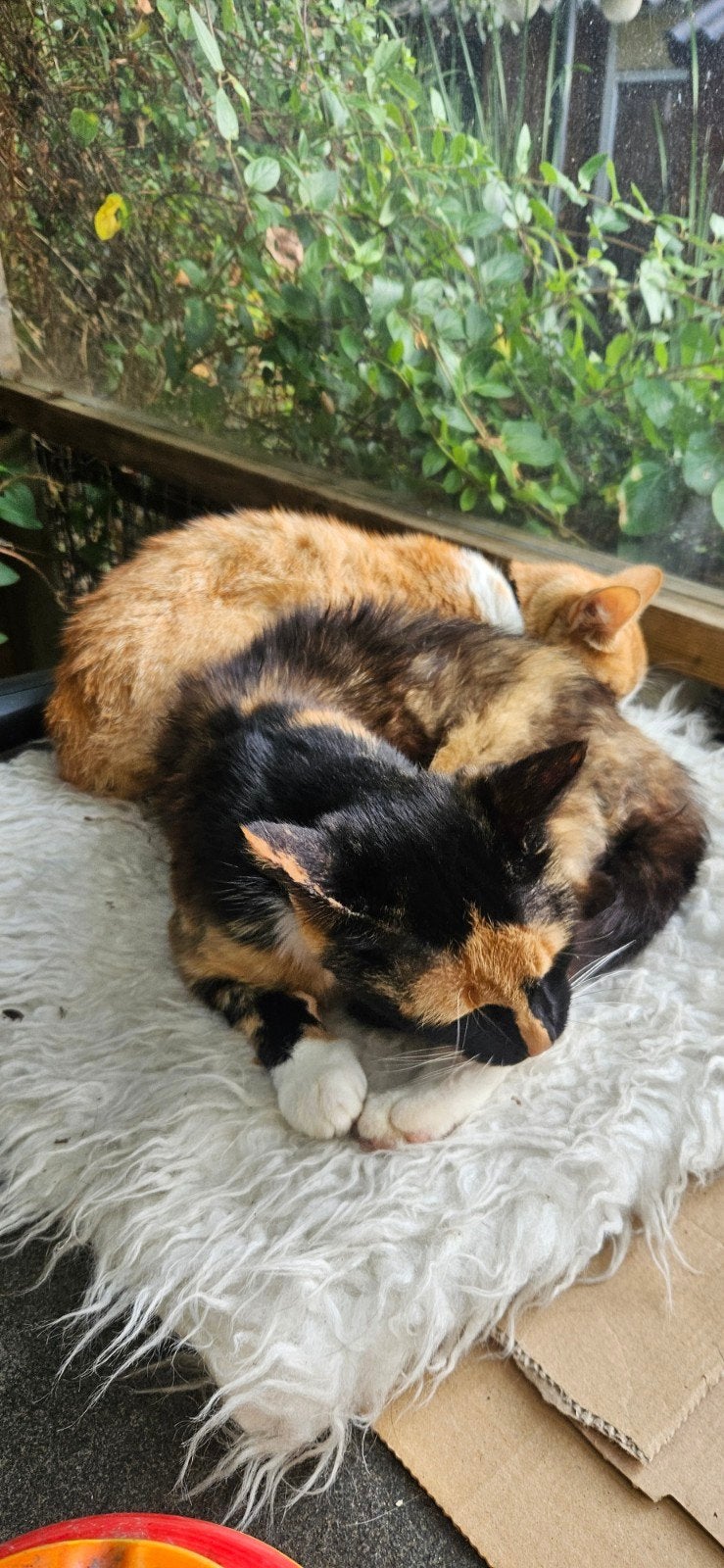 nieuw huisje gezocht voor Loes en Nora, Dieren en Toebehoren, Poes, Kortharig, 0 tot 2 jaar