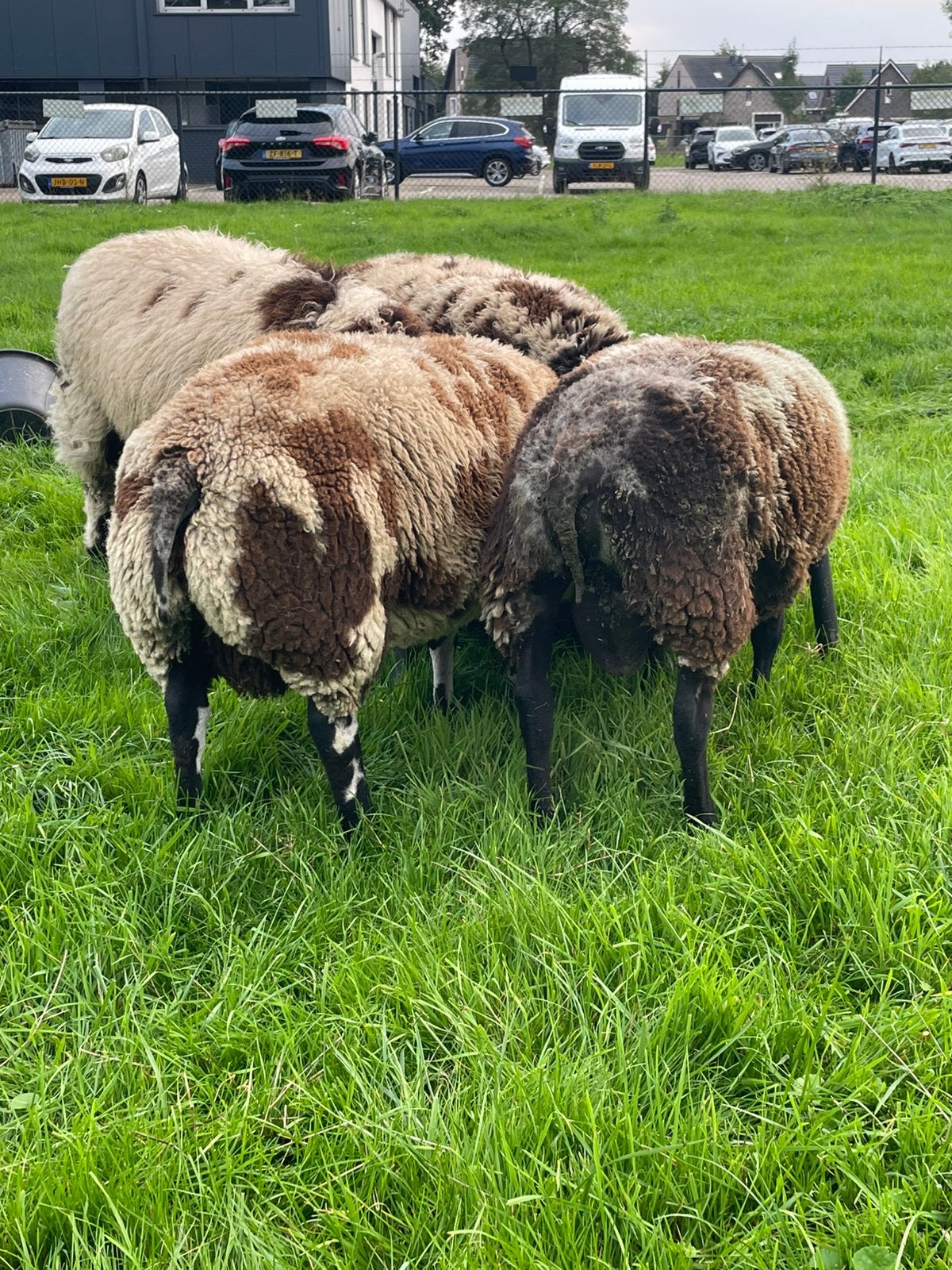 Mooie bonte dekrammen., Mannelijk, Schaap