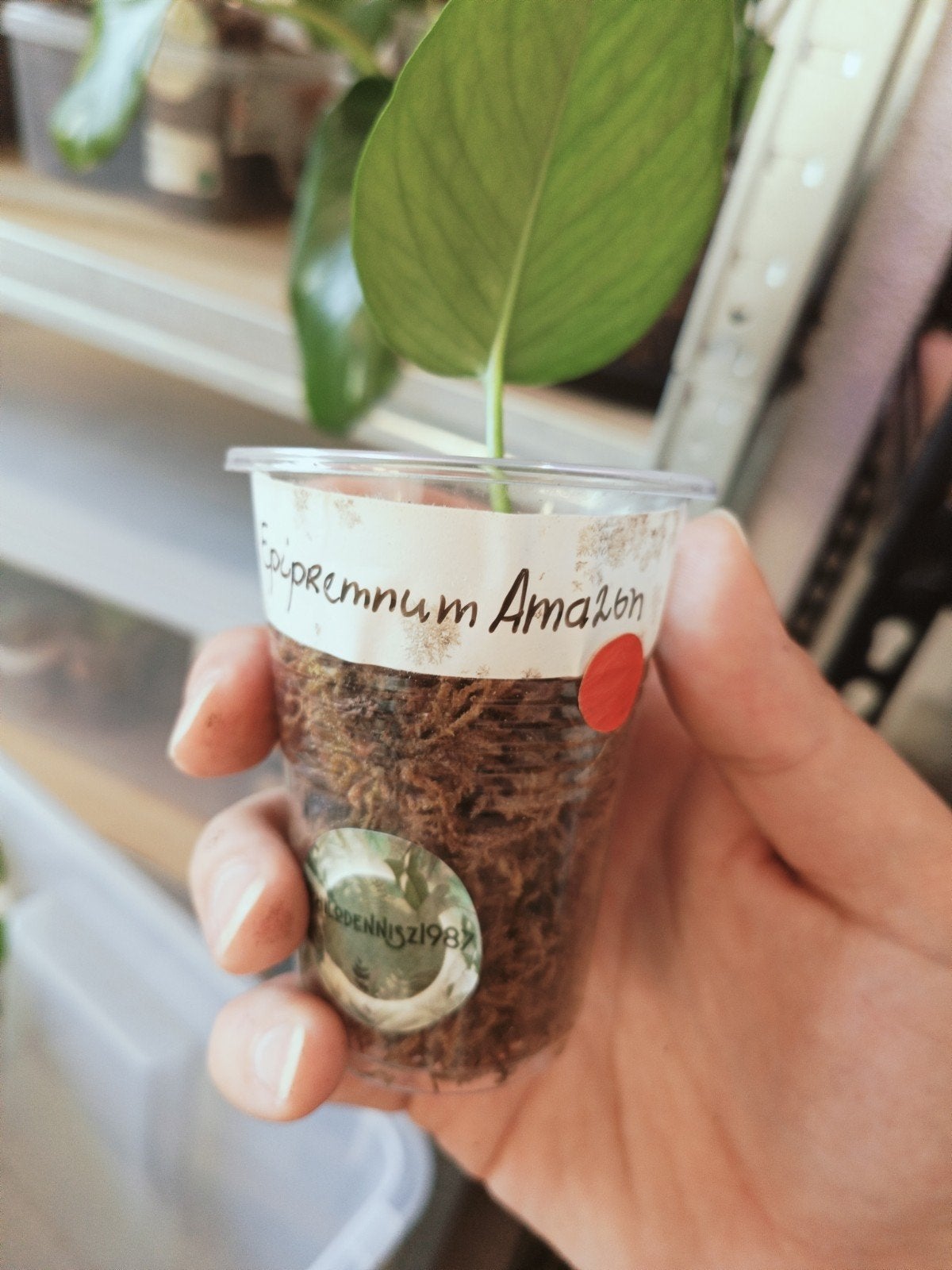 Epipremnum Amazon - Stek, Overige soorten, In pot, Minder dan 100 cm, Groene kamerplant