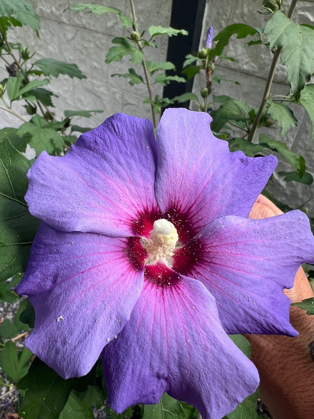 Hibiscus vaste plant, diverse kleuren ✅verzenden mogelijk, Ophalen of Verzenden, Overige soorten, Struik, 100 tot 250 cm