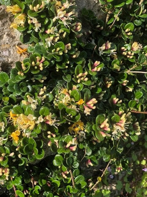 Lonicera Little Honey in 22 cm pot, Ophalen, Bodembedekkers, Volle zon, Vaste plant