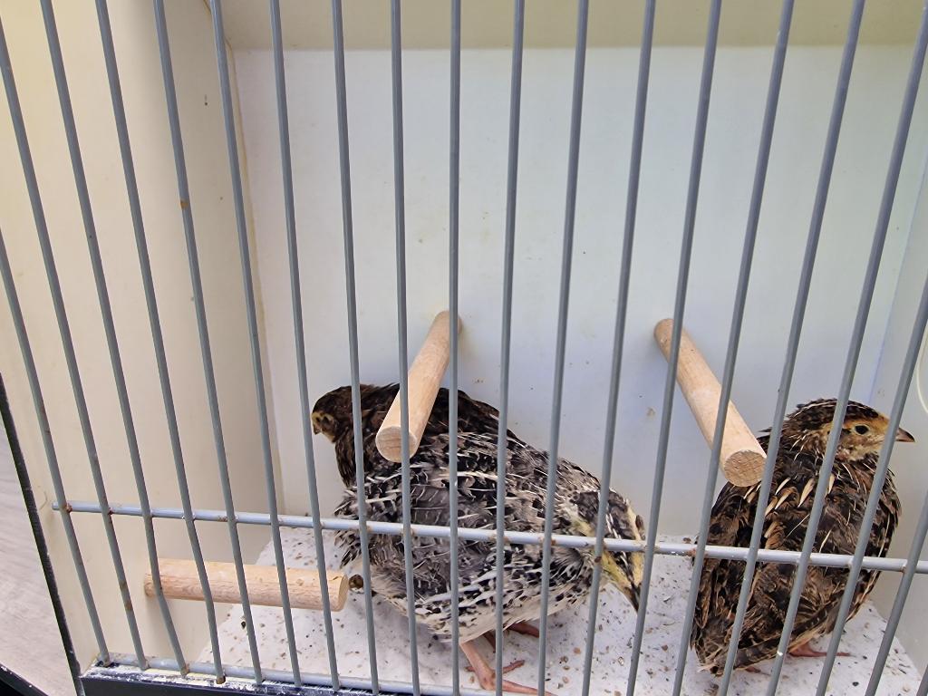 Japanse kwartels, Meerdere dieren, Overige soorten