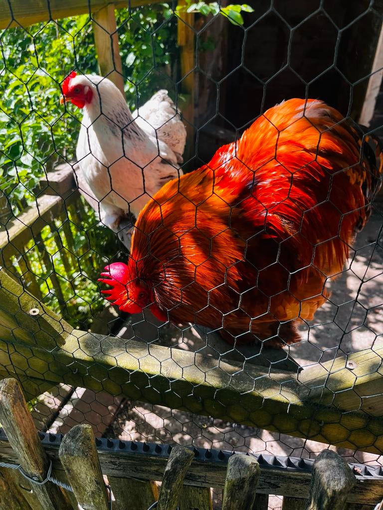 Gratis Haan en 2 kippen af te halen ivm nieuwe kuikens, Meerdere dieren, Kip