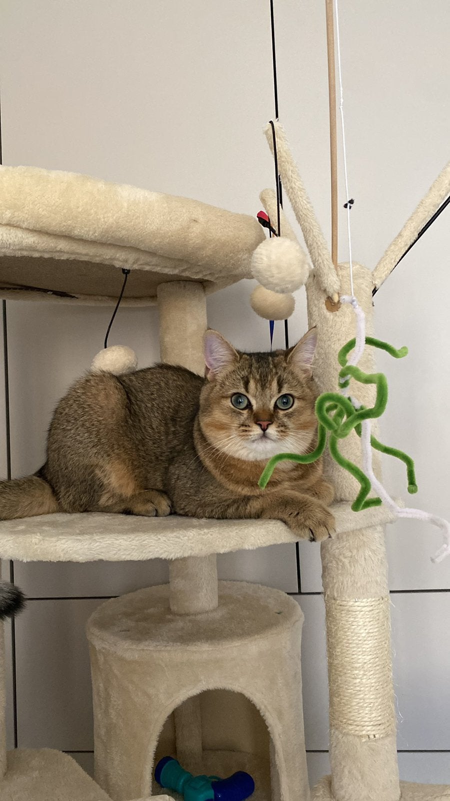 Britse korthaar golden shaded kater, Dieren en Toebehoren, Katten en Kittens | Raskatten | Korthaar, Kater