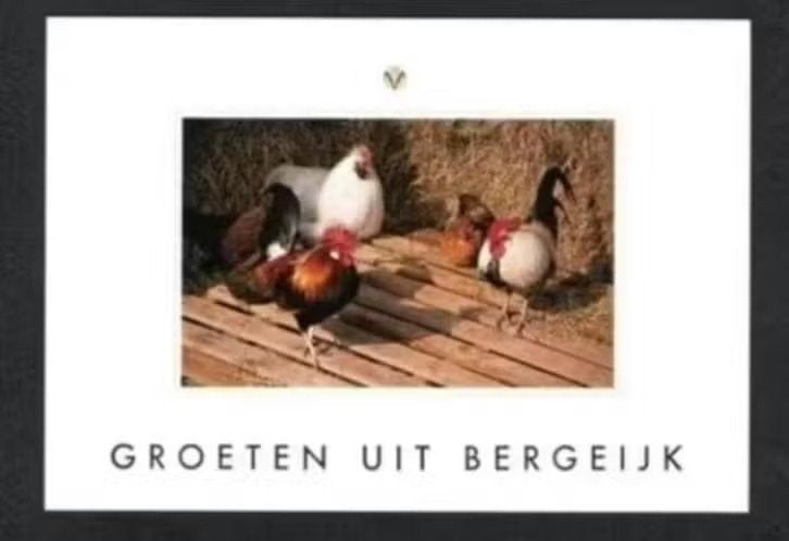 Bergeijk Kippen Haan Groeten uit Bergeijk., Ophalen of Verzenden, 1980 tot heden, Ongelopen, Noord-Brabant